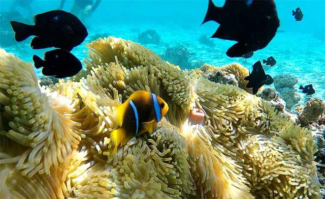 Nemo and friends © Annika Thomson